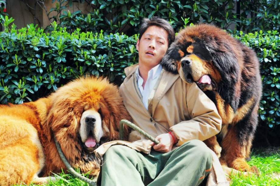 Un hombre no identificado posando con dos mastines tibetanos después de que fueron vendidos en una feria de "mascotas de lujo" en Hangzhou, en la provincia oriental china de Zhejiang.
