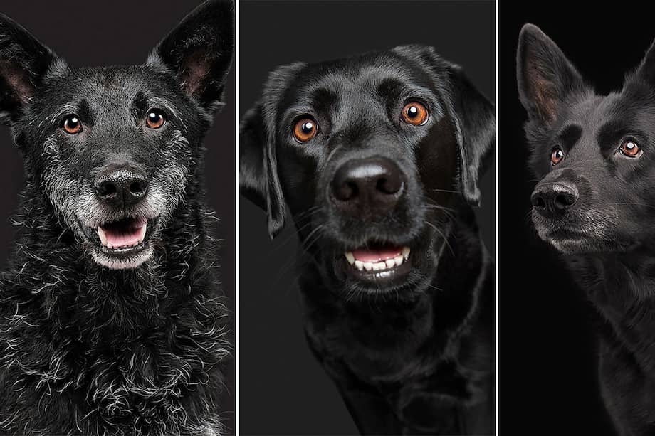 Los perros negros se caracterizan por tener un pelaje brillante y sedoso.