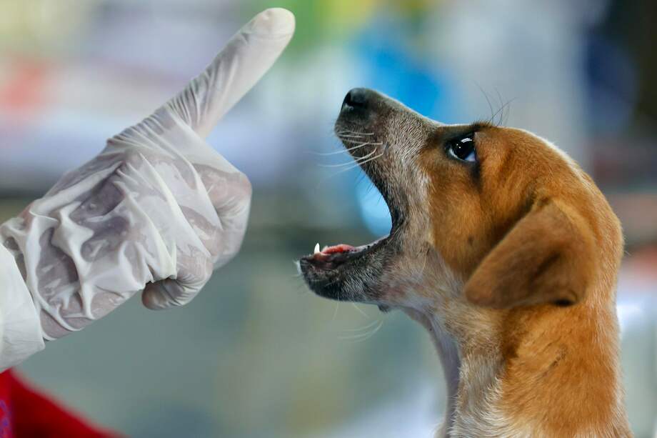 La idea del estudio era examinar las tendencias en cuanto al miedo, la atención y la excitabilidad, la agresividad, así como la capacidad de adiestramiento.