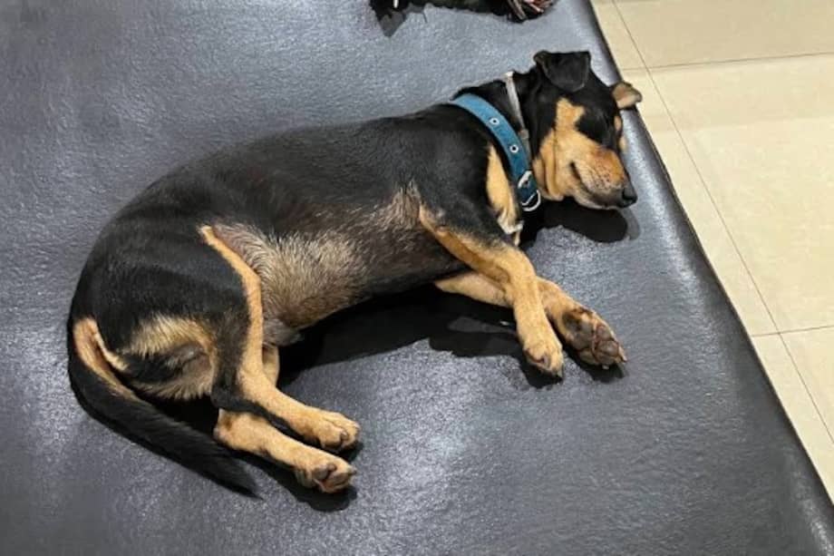 Tras ser rescatado por los trabajadores del hotel, Duque recibió atención veterinaria, una casita y un hogar permanente. Hoy comparte con los huéspedes que llegan al establecimiento.