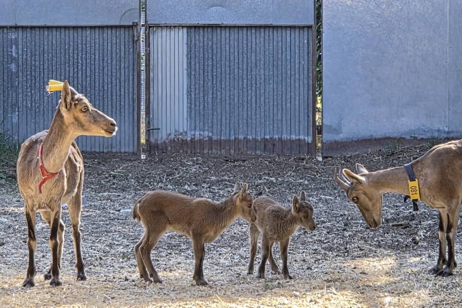Cabras monteses obtenidas mediante fecundación in vitro. / INIA