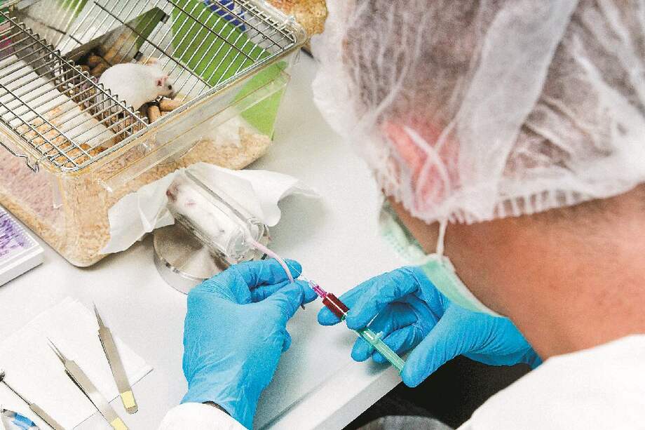 La iniciativa de ciudadanos europeos Stop Vivisection busca que se anule el uso de animales con fines científicos. / iStock