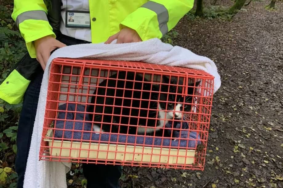 El minino fue rescatado gracias a la alerta de una perra llamada Daisy.