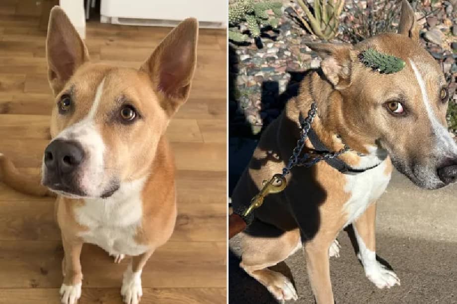 Jax se detuvo repentinamente para olfatear, algo completamente normal en él. Sin embargo, al volver a mirarlo unos segundos después, notó que tenía un fragmento de cactus adherido al pelaje.