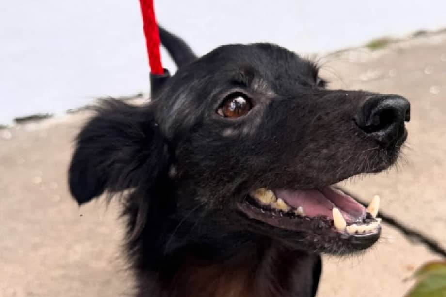 Caleño, el perro bajo la protección de la Fundación Kenoby que hoy necesita de la solidaridad
