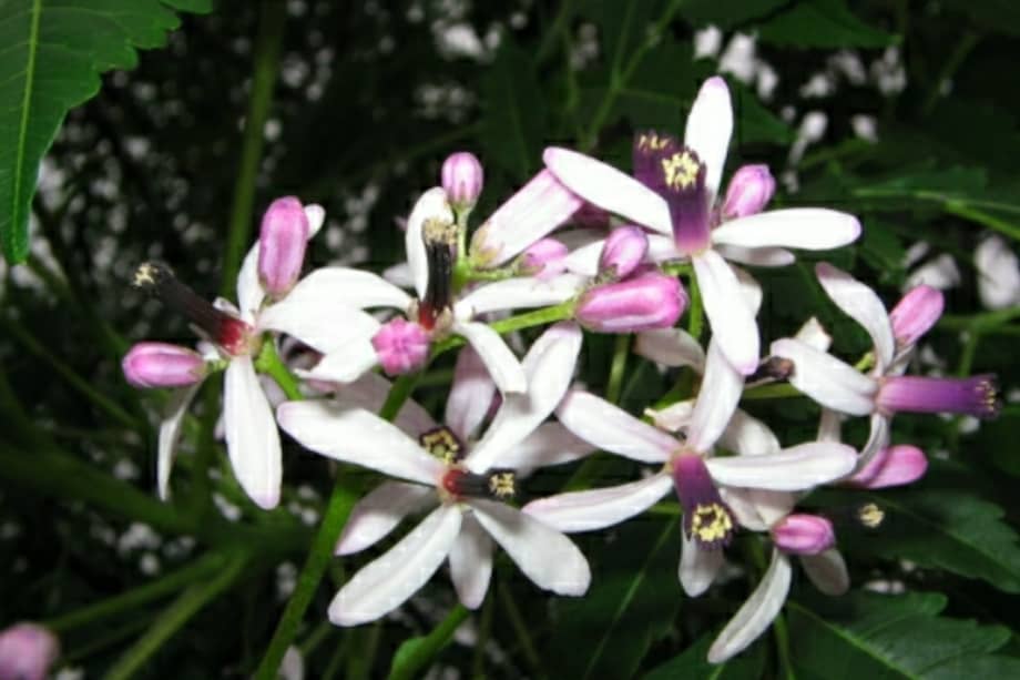 u copa amplia, su floración aromática y su porte elegante lo han convertido en protagonista de calles y plazas, y también puede ser un gran aliado para transformar su jardín si se tienen en cuenta algunos cuidados clave.