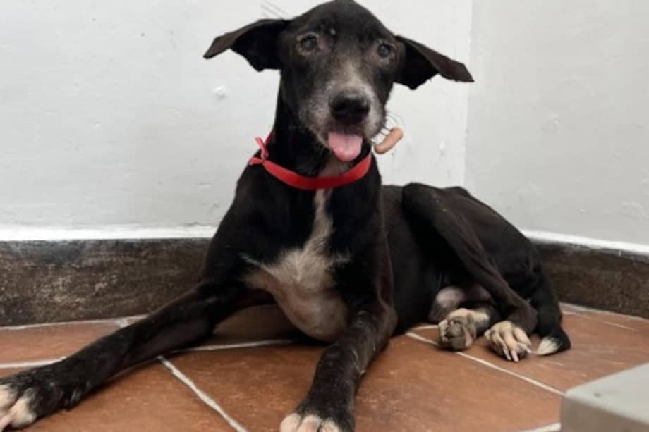 Pese a su estado de salud, rescatistas destacan el carácter noble y cariñoso de Sinú.