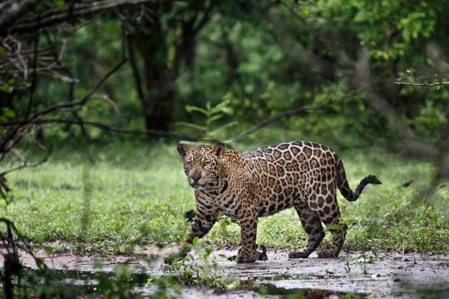 El jaguar es una especie clave en la cadena alimentaria.