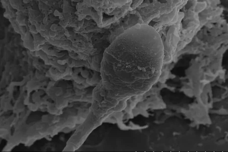 Un estudio de la Universidad de Adelaida ha descubierto que la falta de gravedad afecta negativamente a la capacidad de navegación de los espermatozoides. /Laboratorio de Biología de Espermatozoides y Embriones, Universidad de Adelaida.