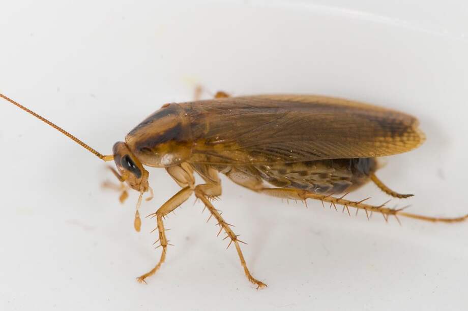 Imagen de la "Blattella germanica".