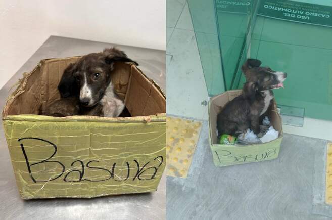 A este perrito lo abandonaron dentro de una caja con la palabra “basura ...