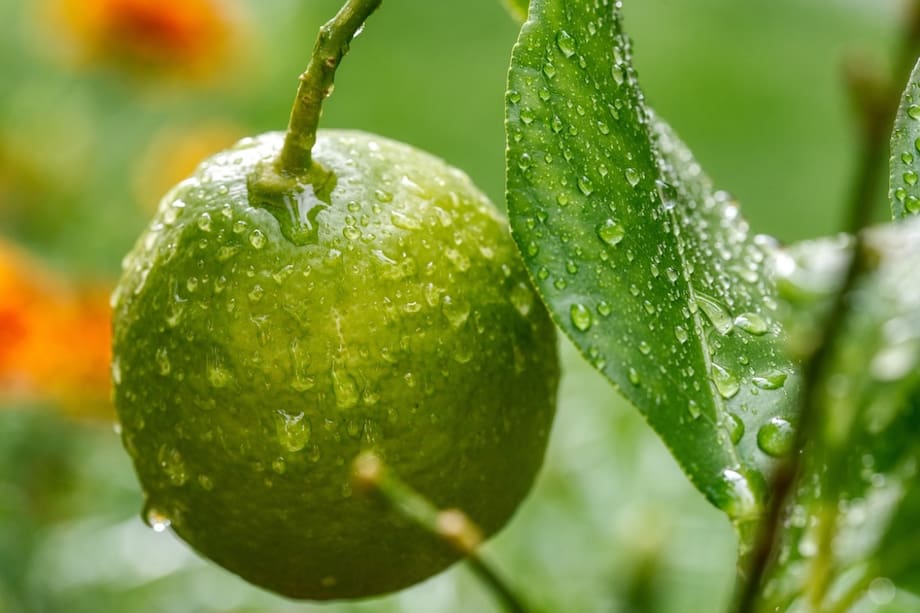 Para mantener el buen olor, agrega unas gotas de aceite esencial de limón a la solución limpiadora.