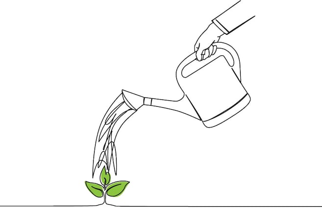 ¿Regar en la mañana, al mediodía o en la noche? Esta es la mejor opción para sus plantas