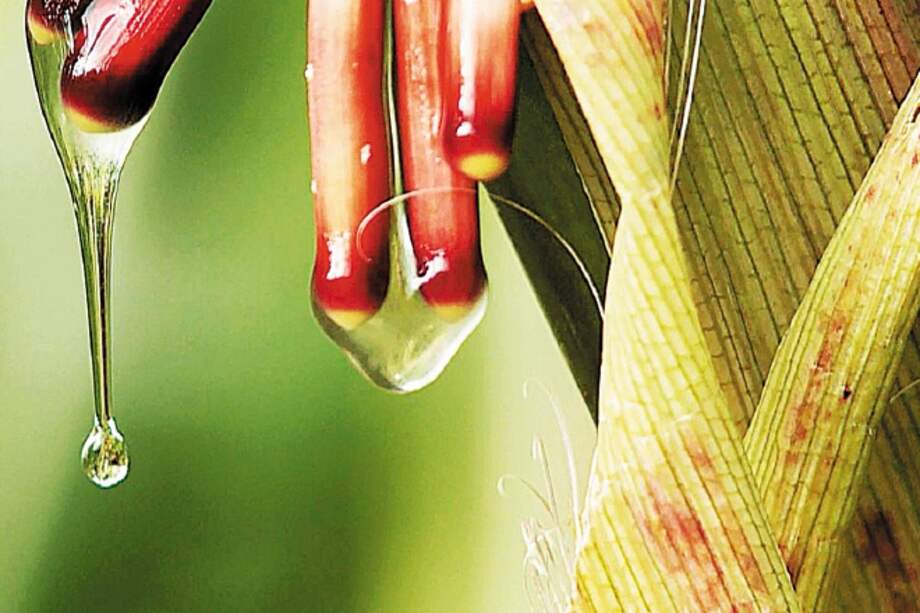 El mucílago que secretan las raíces del maíz atrae bacterias que transforman el nitrógeno, al tener bajo oxígeno y muchas azúcares. / Mars, Incorporated