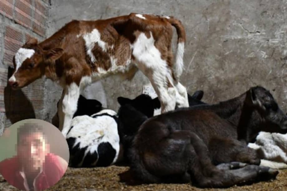 Judicializan a dueño de predio donde funcionaba matadero clandestino en Bogotá