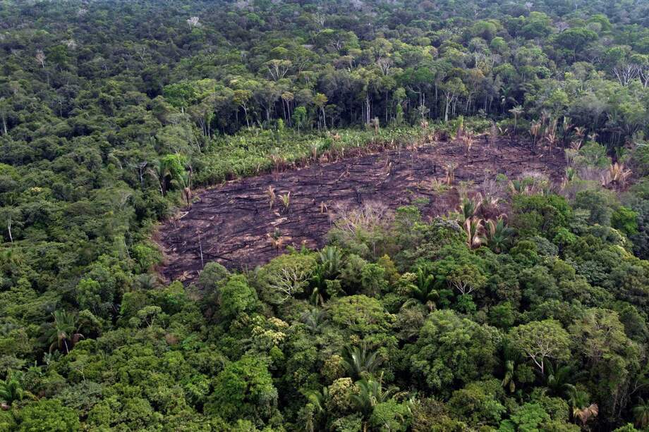 El récord anterior para abril fue en 2018 con 490 kilómetros de selva destruidos.