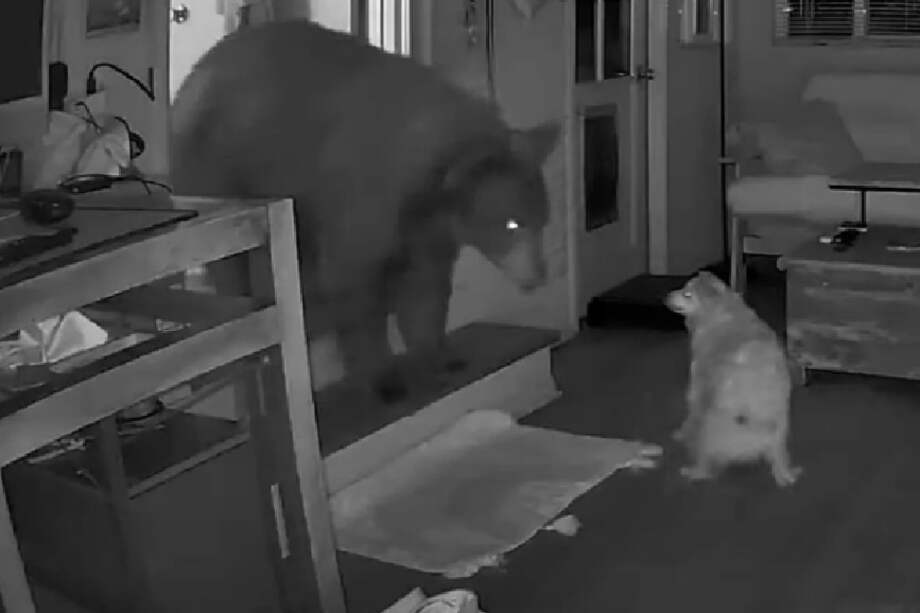 Cadman compartió el video en su cuenta de Instagram, donde expresó su asombro.