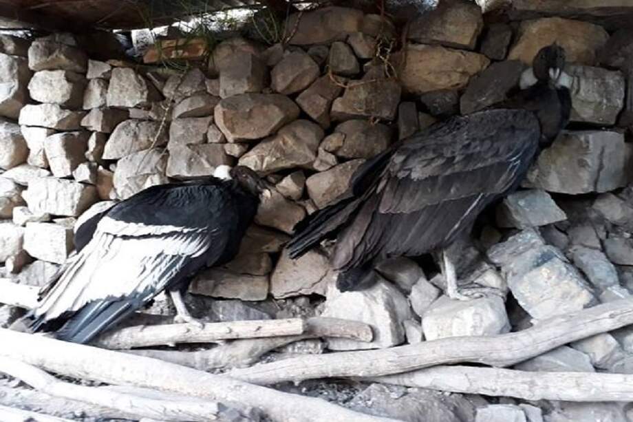 Tomado de Twitter: @lorenzolizarazo