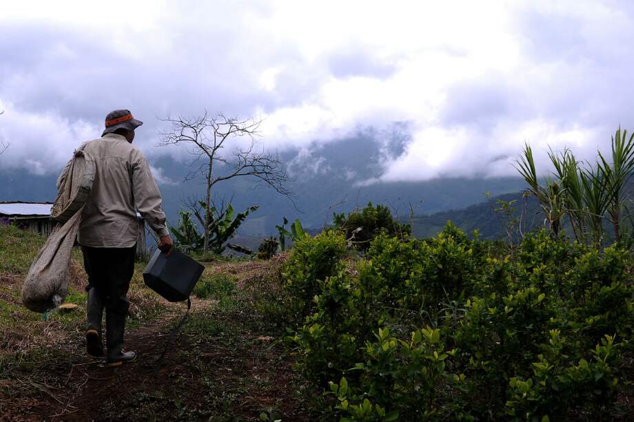 Los campesinos cocaleros están concentrados en Cauca, Caquetá, Nariño, Putumayo y Norte de Santander. / Mauricio Alvarado - El Espectador.