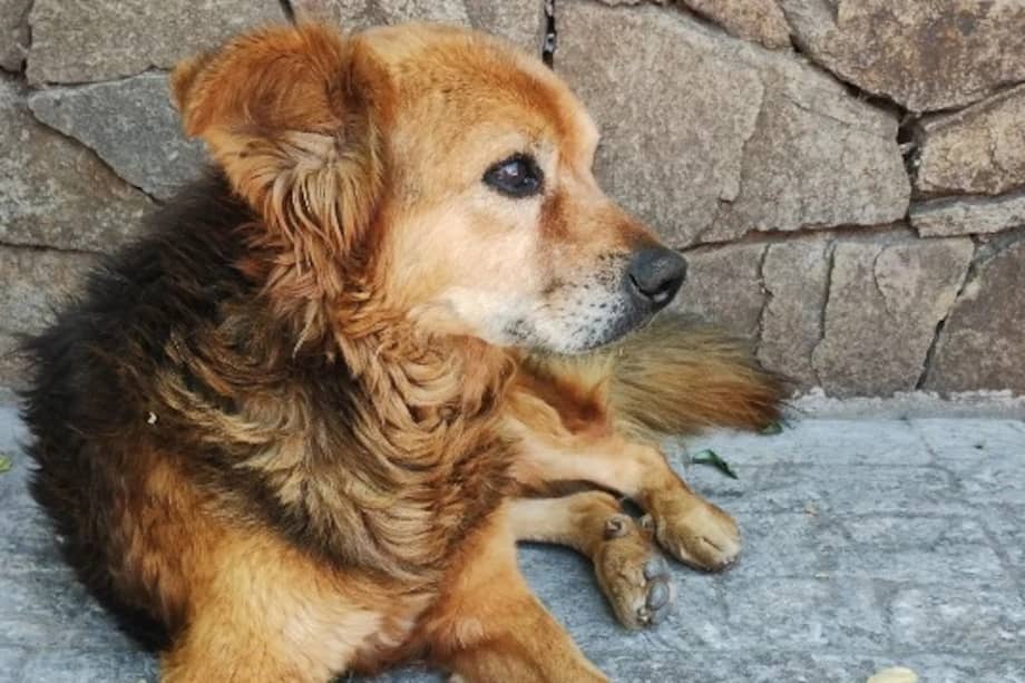 En parques, calles y esquinas, los perros de cuadra son parte del paisaje urbano y social.