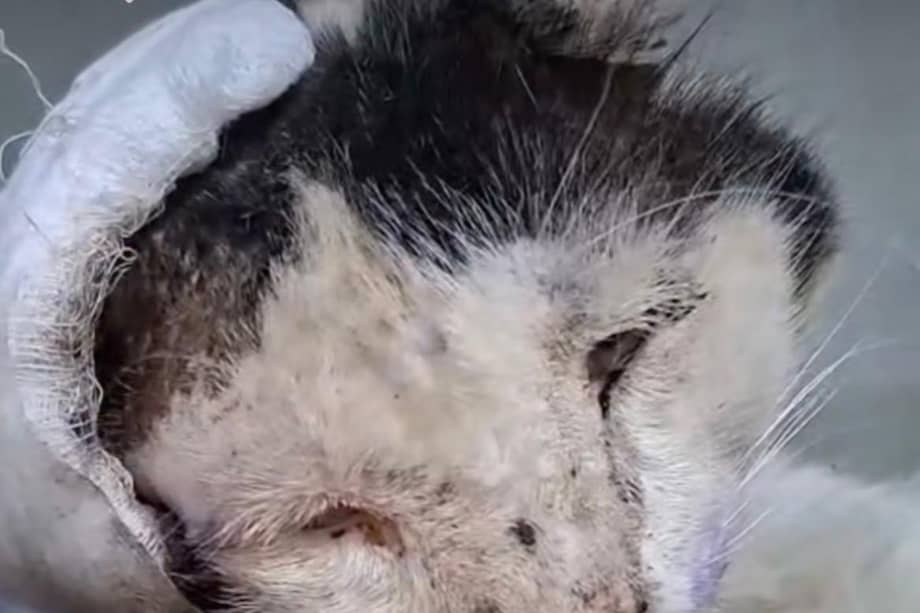 Mantra permanece bajo atención veterinaria en Santa Marta, su estado sigue siendo delicado y requiere apoyo urgente para continuar con el tratamiento que podría salvarle la vida.