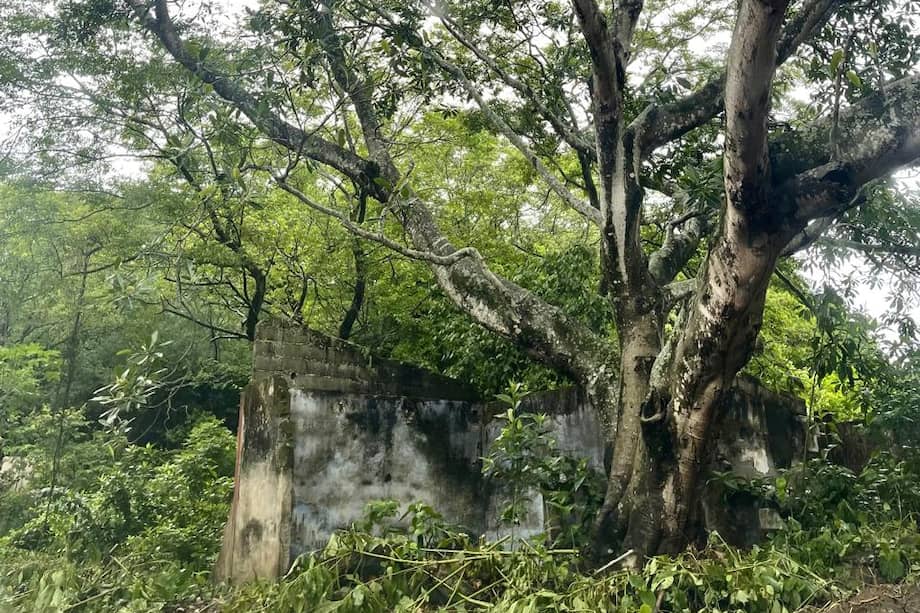 Un árbol frondoso creció en medio de lo que antes pudo haber sido una habitación, una sala, la cocina y que arrasó el lodo en Armero.