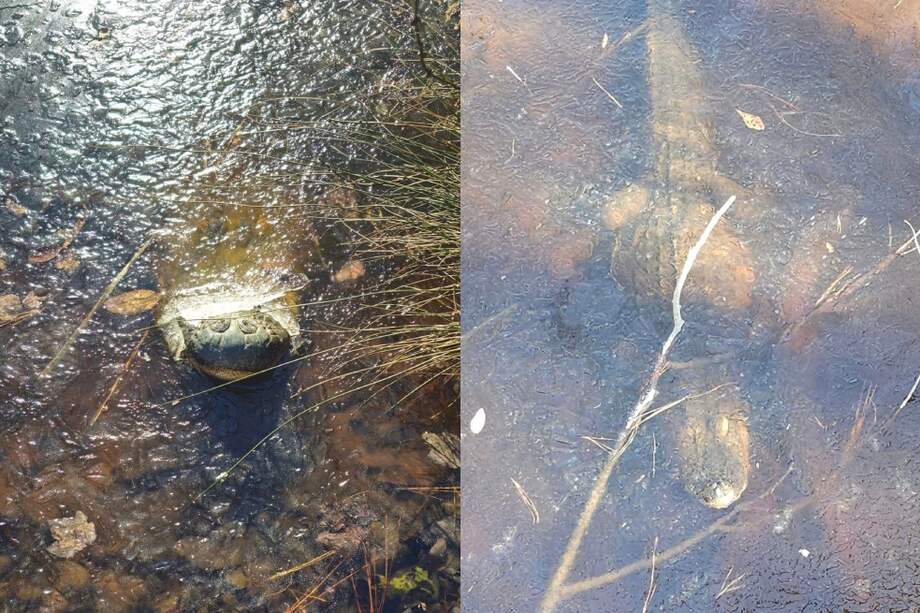Estos caimanes, que viven en Swamp Park, están a salvo y se encuentran bien.