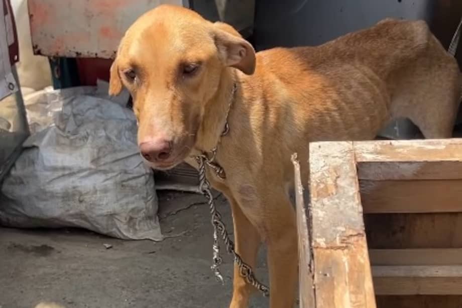 Esperanza fue trasladada al Centro de Bienestar Animal, donde recibió atención médica y cuidados.