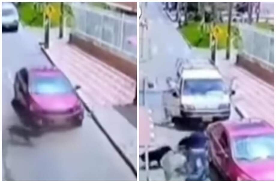 En las imágenes captadas por una cámara de seguridad, se ve que el animal estaba corriendo detrás de la menor.