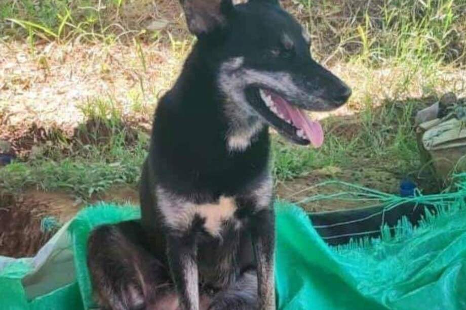 La Negra, como era conocida por la comunidad, había dado a luz hace tan solo 10 días a estos cachorros que se encuentran en proceso de recuperación y pronto serán dados en adopción.