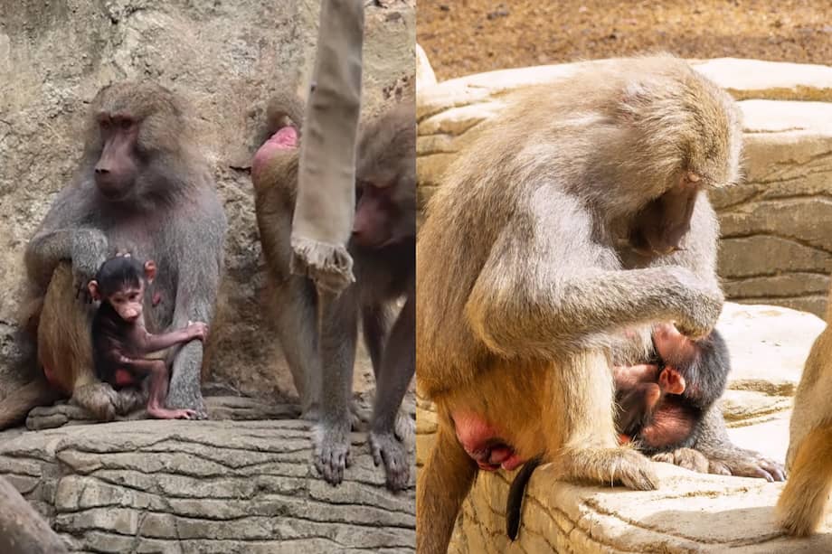 La cría nació el 16 de junio y permanecerá junto a su madre durante sus primeros meses de vida, mientras comienza a interactuar con el resto del grupo familiar.