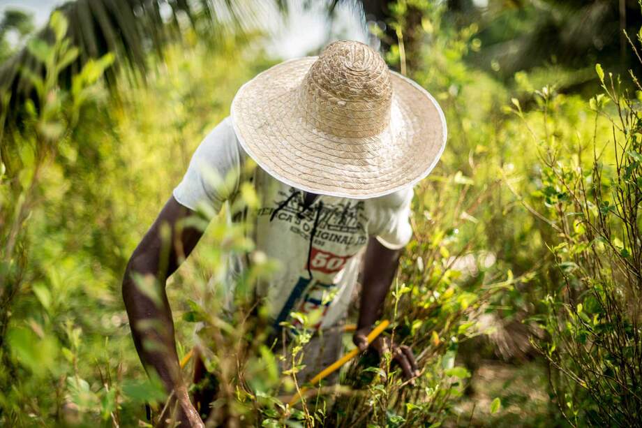 Territorios colectivos en Tumaco trazan ruta para implementar PSA