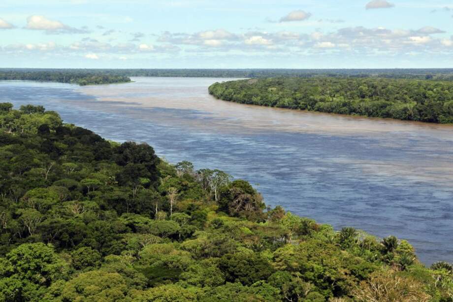 Desde el año 1900, cada año se han descubierto entre 50 y 200 nuevos árboles en la Amazonía / Wikimedia