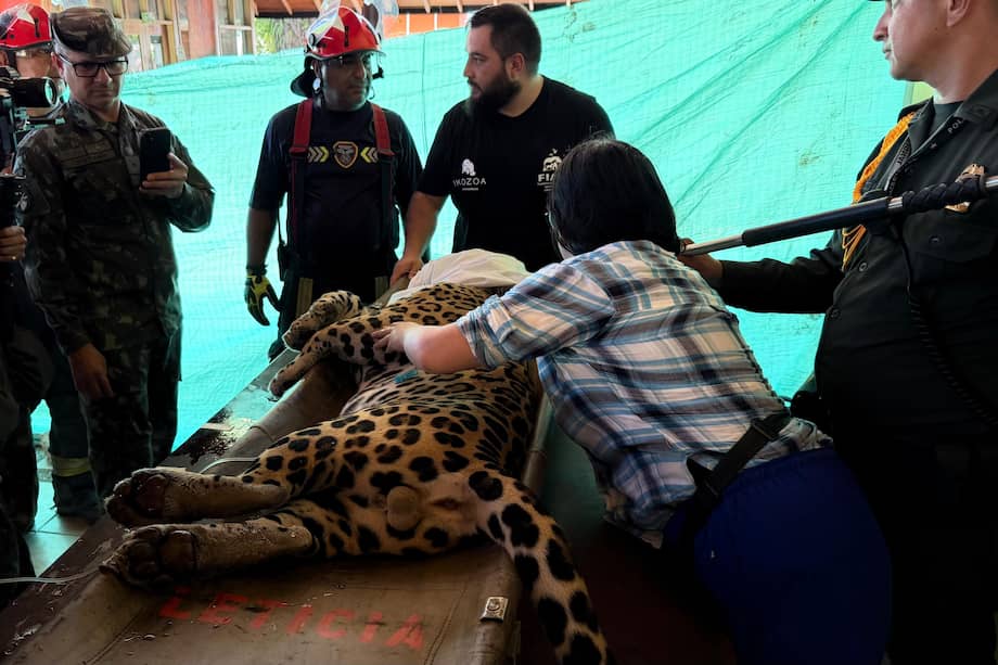 Luego de ser sedado y recibir una primera valoración, fue trasladado a un centro de atención de fauna silvestre de Corpoamazonía.