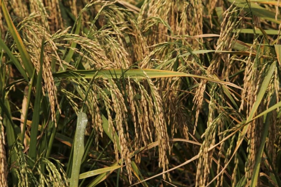 Procuraduría abrió indagación previa por presuntas irregularidades en la “Ruta del Arroz”