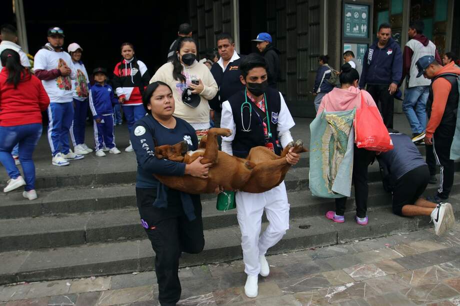 Luego de caminar por varias horas, en una conmemoración a la virgen, el canino no pudo más y se desmayó.