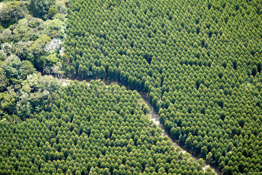 Los robles, cedros y nogales son los árboles que se están sembrando en Bogotá / Smurfit Kappa