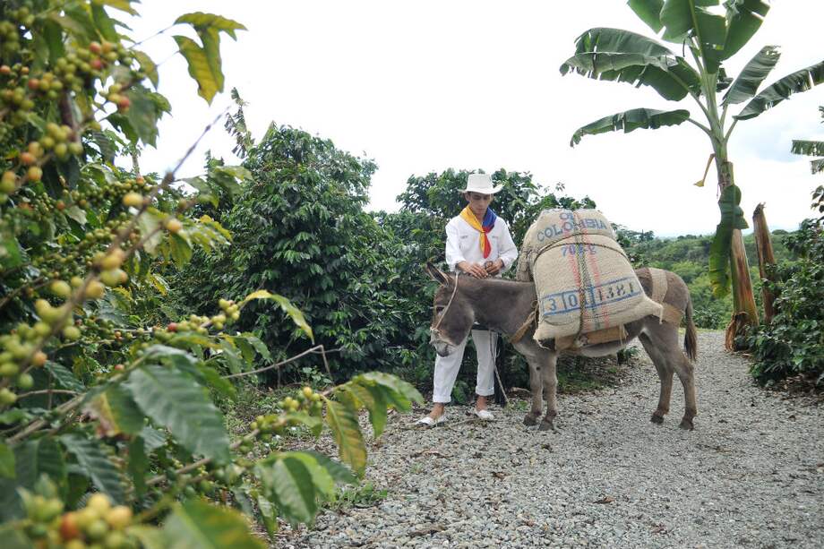 Piden reformas al sector cafetero