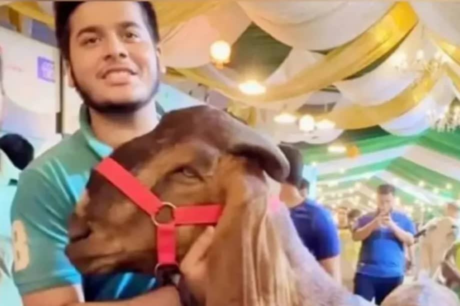 Esta es la cabra que constó más de 10.000 dólares, junto con su tutor, el hijo de quien es investigado por corrupción.