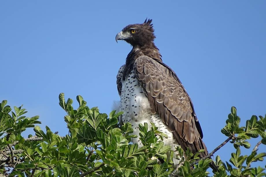 El águila marcial es una especie propia del continente africano.