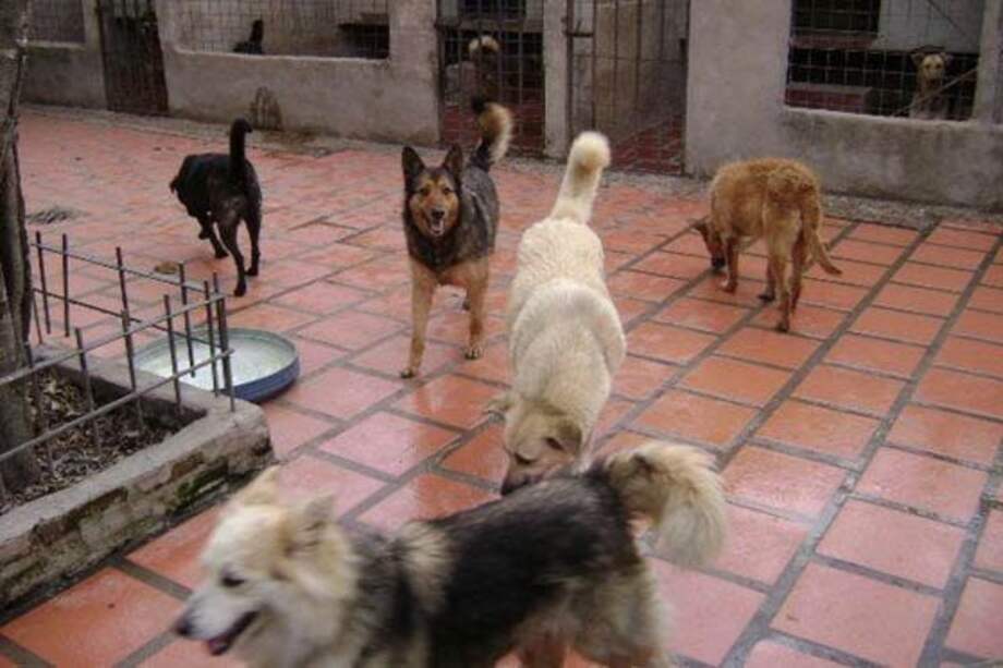 Fundación pide ayuda para evitar que 150 mascotas sean sacrificadas