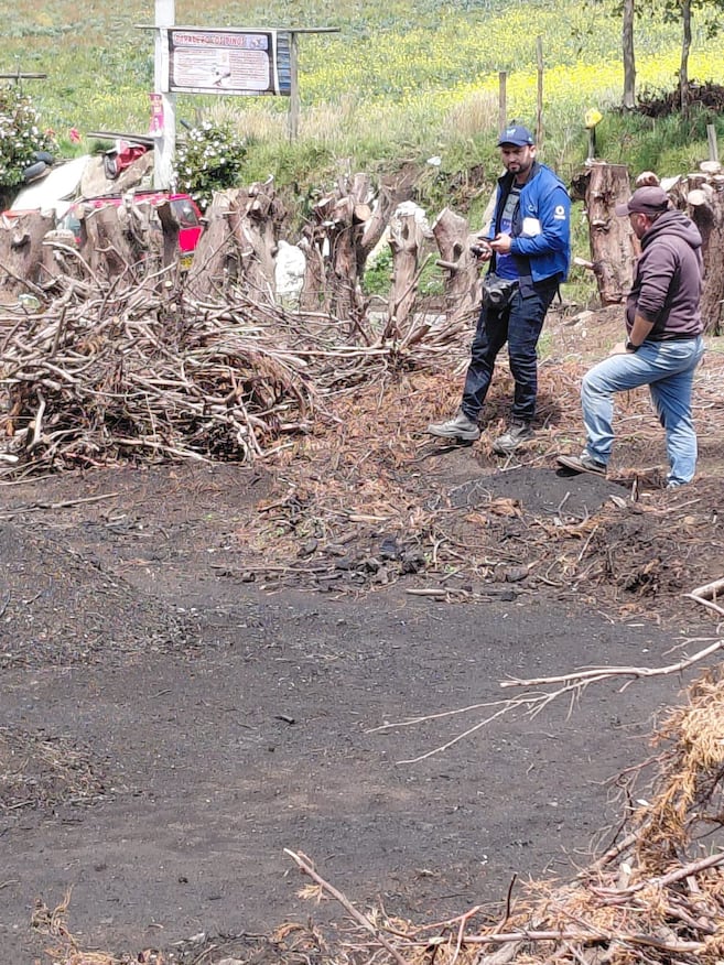Незаконно вырубленная древесина в Соаче