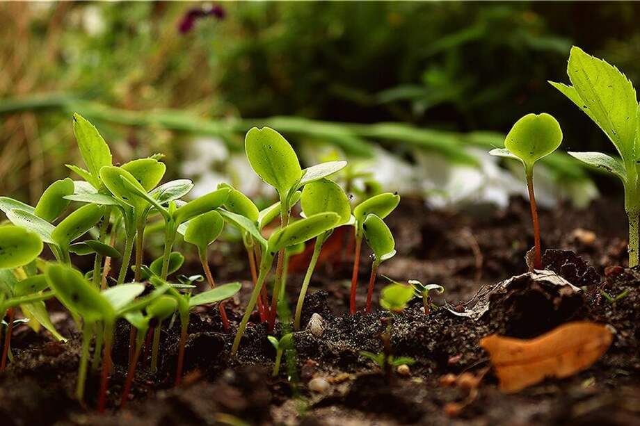 Los beneficios que trae son sostenibilidad y autosuficiencia, mejora de la salud del suelo, conservación del agua, diversidad y resiliencia, y estética y paisajismo funcional