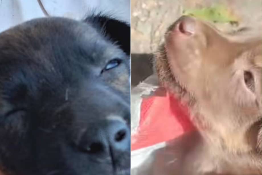 Las cuatro cachorras fueron rescatadas por la Fundación Huellas Positivas en Choachí y actualmente reciben atención.