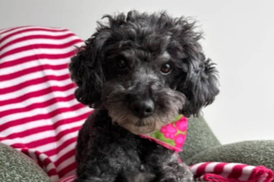 La adopción de Coco, luego de una larga espera, marcó un inicio alentador para 2026, mientras decenas de perros y gatos continúan a la espera de una familia.