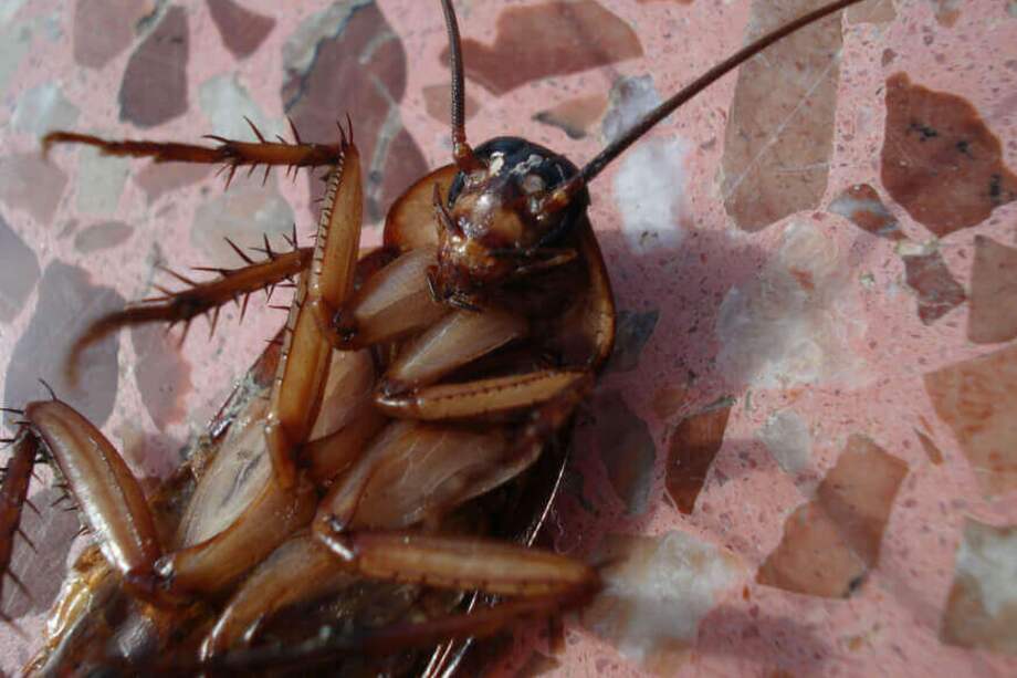¿Qué culpa tienen las cucarachas? / Pixabay