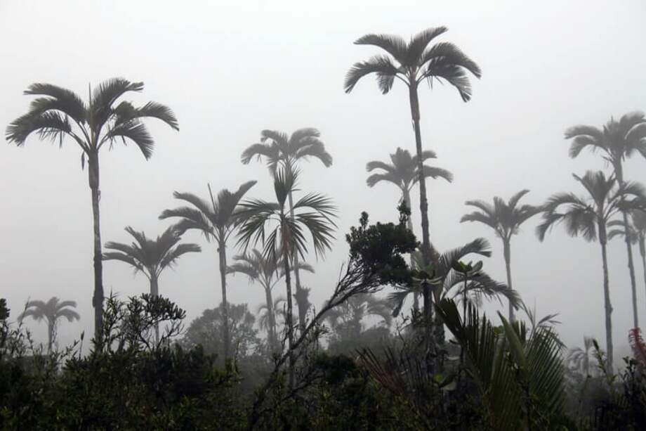 Las poblaciones de palma de cera de la zona cafetera se han reducido en un 80 % durante los últimos 200 años.
/ Palma de cera © WWF-Colombia / Emilio Constantino