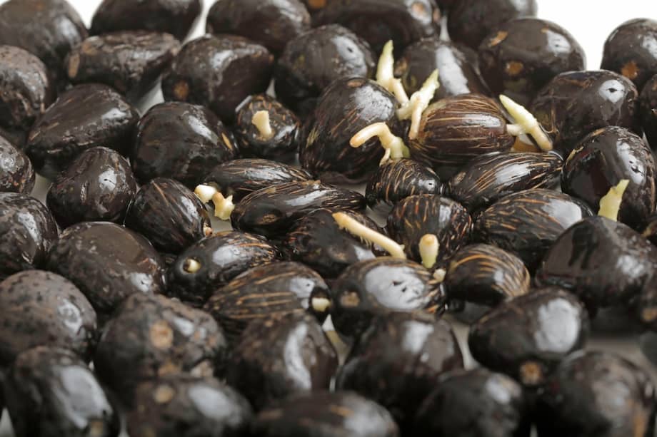 Una semilla con buena genética ofrece características probadas y confiables.