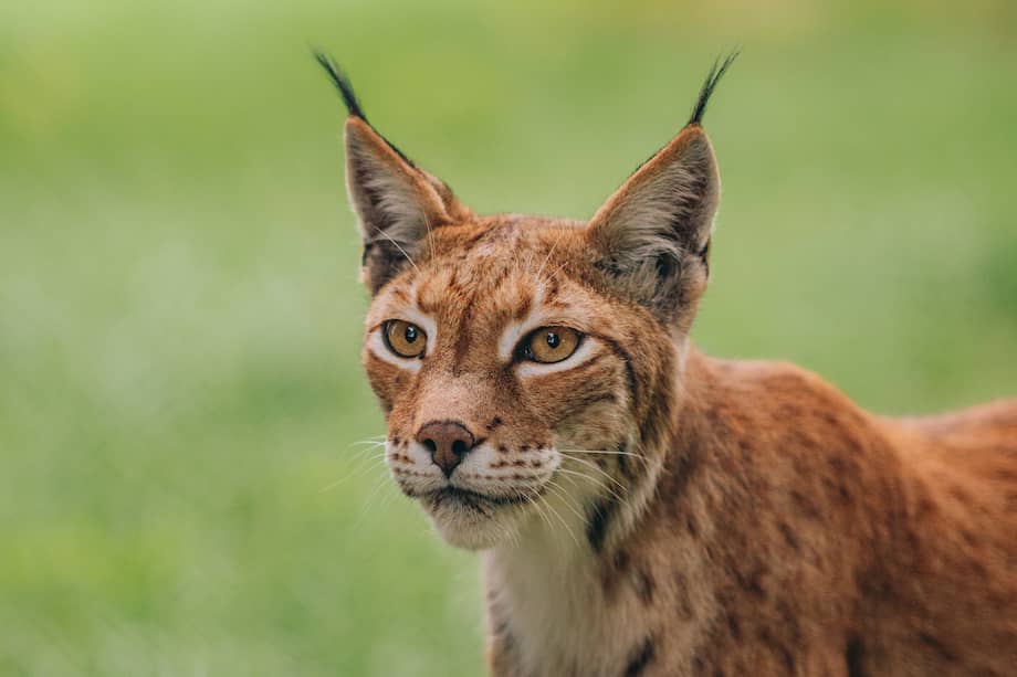 La urbanización del medio natural está generando la extinción de esta especie.