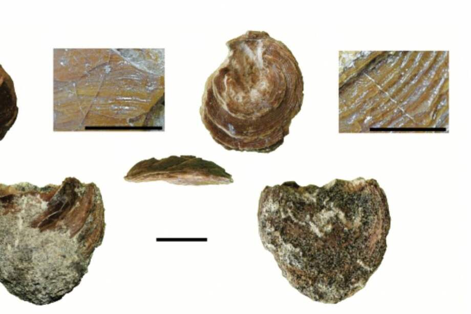 El organismo mide alrededor de 2.5 cm.